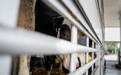 Transport se zvířaty z EU na turecké benzínce - Nevinné oběti